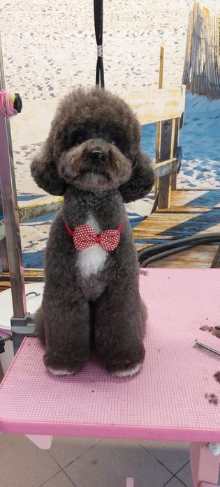 Tuns căței, pisici, salon canin,