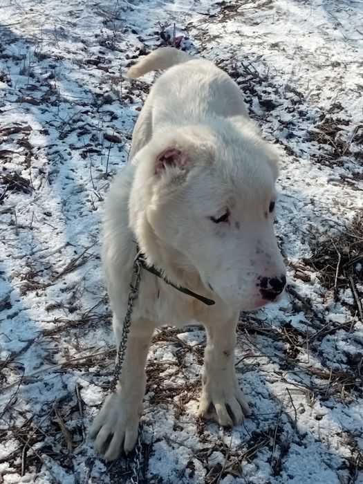 Щенок Алабая мальчик