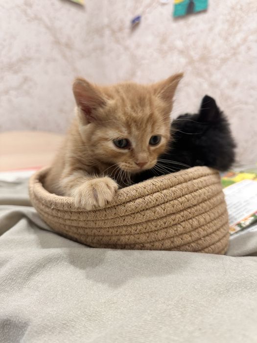 Котята ждут своих хозяев , 3 девочки и 1 мальчик