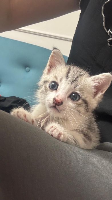 Продается котенок