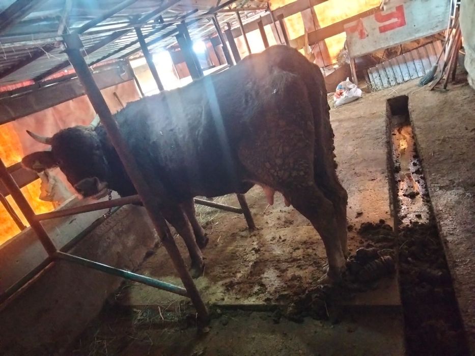 Продам корову…..