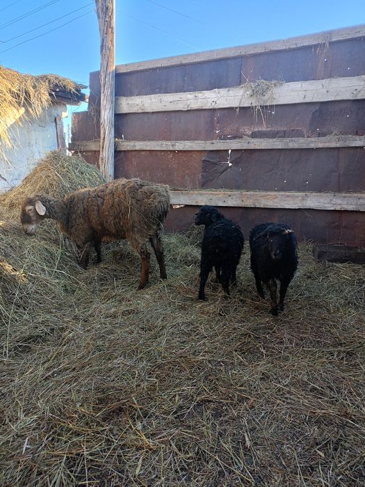 Продается овцематка с ягнятами