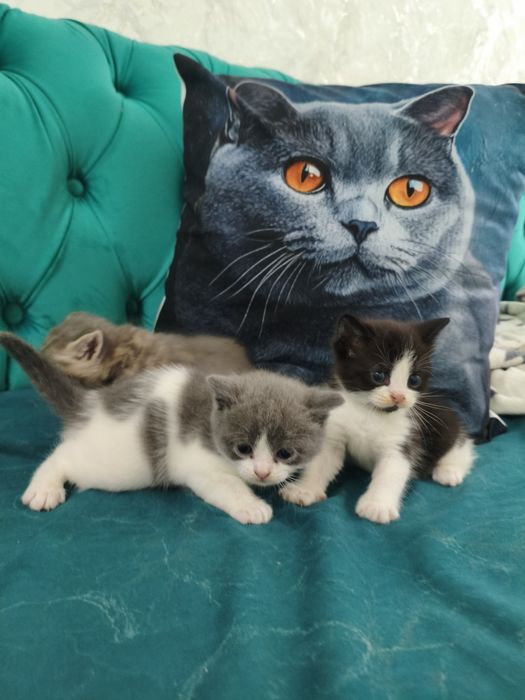 Британские котята