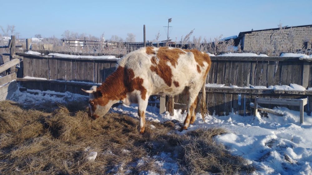 Продам корову срочно