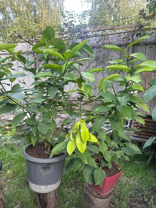 Лимон Павловский