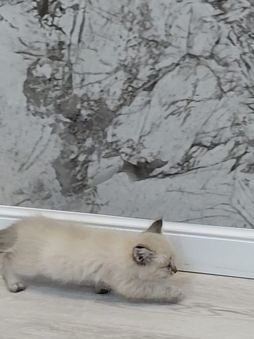 Котенок Мальчик 1,5 месяца