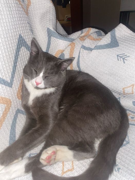 Отдадим кота в добрые руки