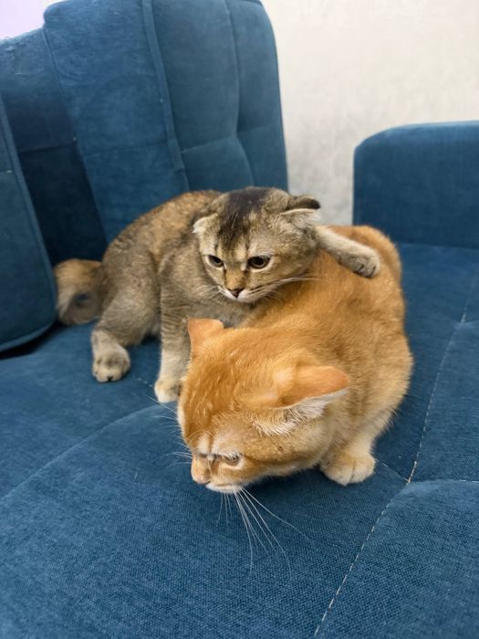 Scottish Fold 120$ Scottish Straight 100$