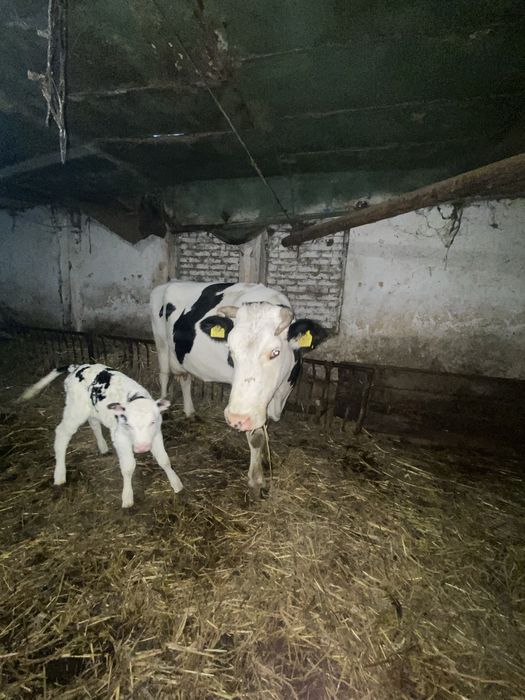 Vand 30 de vaci-junici si vaci de lapte,Holstein&Baltata Romaneasca