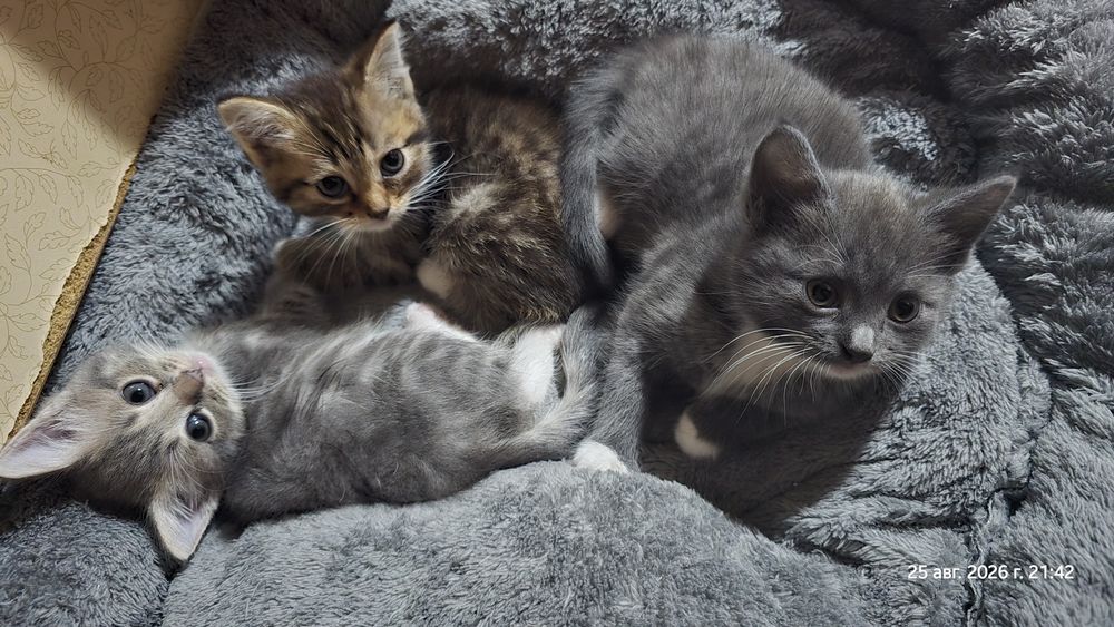 Отдам котят - 2 девочки, 1 мальчик