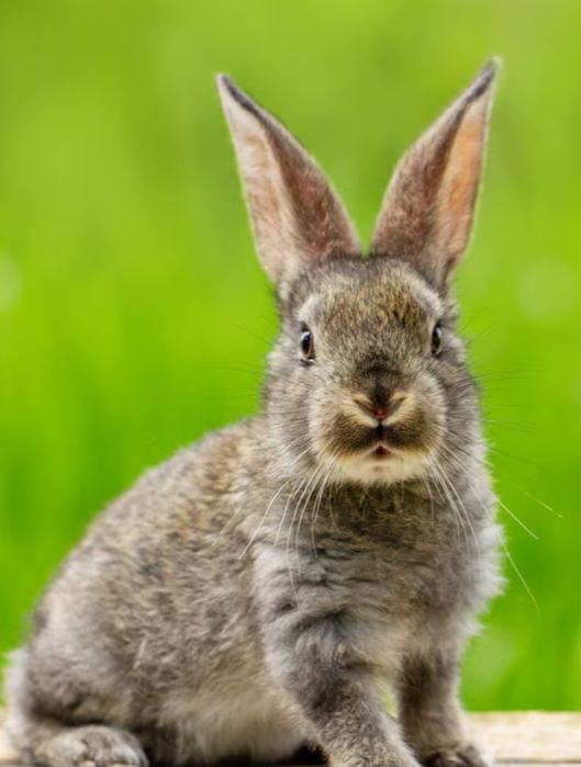 Үйдің сүйкімді қояндары