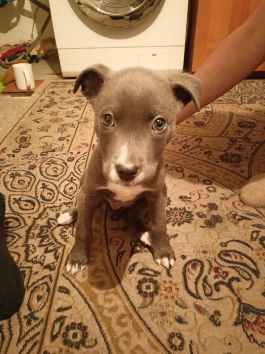 Продам щинка питбультырьер возраст 2 месяца.