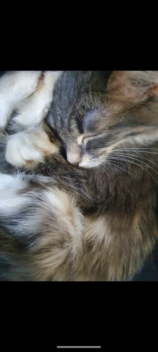 Кошки даром , 2 кошки сестры