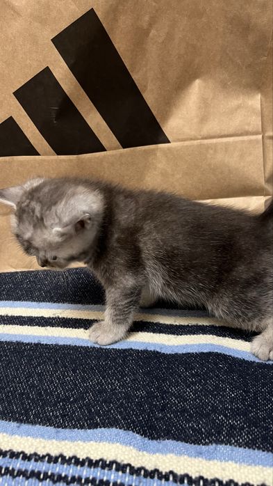 Шотландский котенок