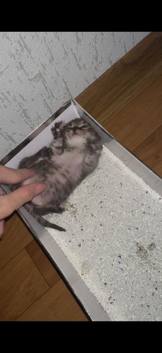 Отдам в хорошие руки