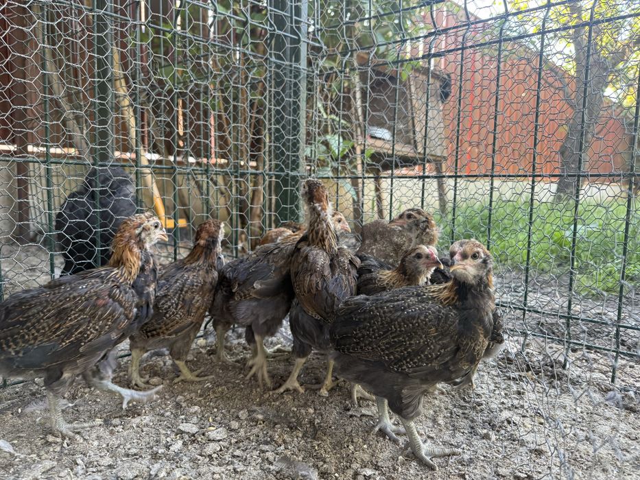 Cocosi rasa mixta