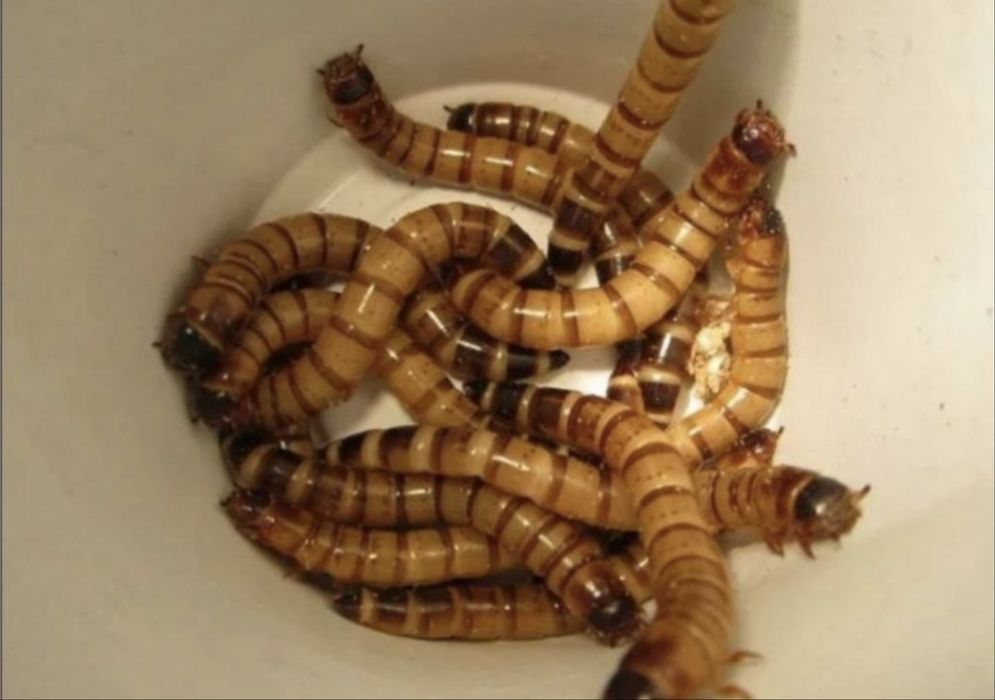 Лучший корм для домашних птиц , ежей , различных видов рептилий