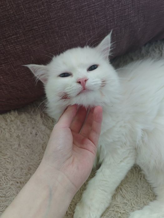 Очень редкая и красивая Мия