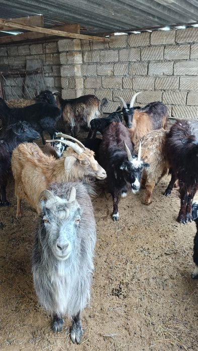 Лақты ешкілер сатылады.