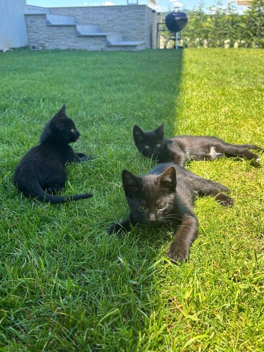 Котенца на 3 месеца си търсят дом - Созопол