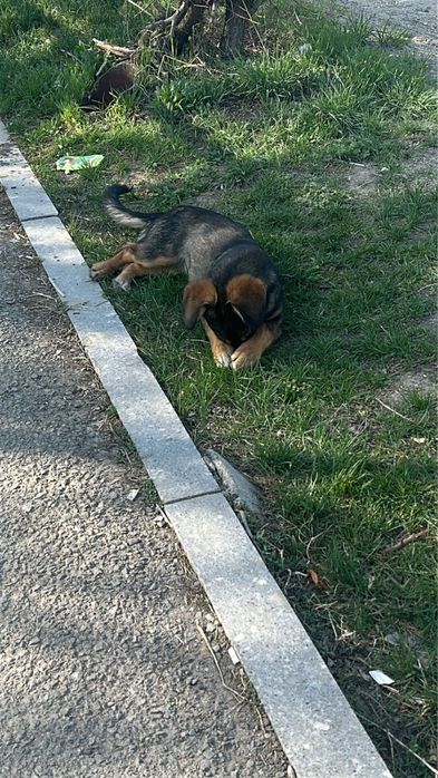 Помесь таксы в добрые руки