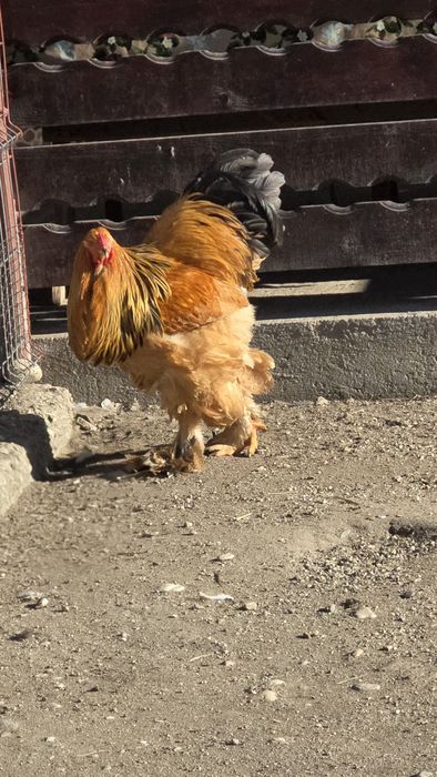 Cocoș Brahma Columbia