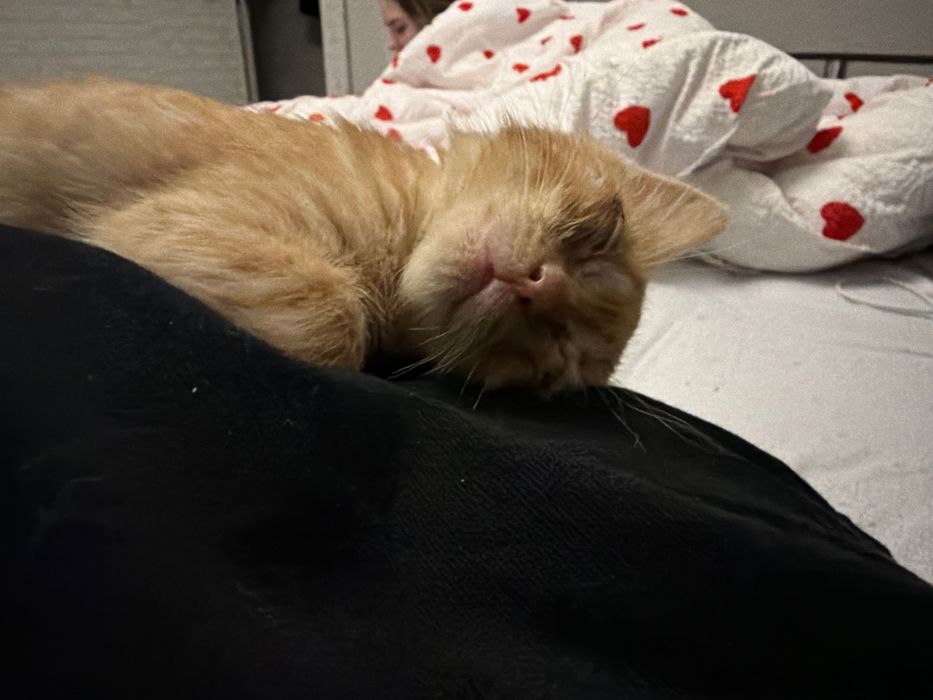 !!!Срочно отдам в добрые руки!!!