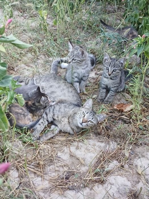 Отдам котят в добрые руки