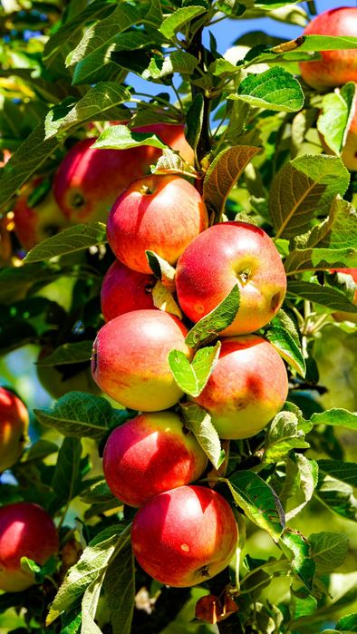 Саженцы яблони 1500