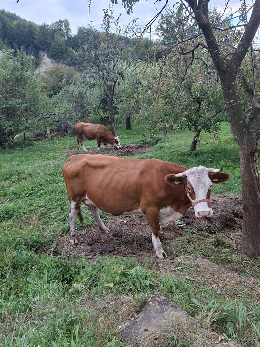 Vaca tanara simmental