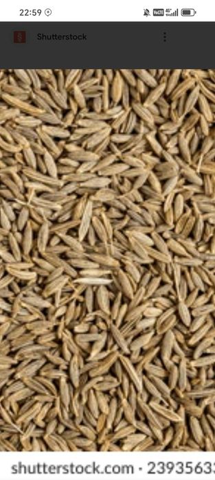 O'zbekiston Ispaniya yurunja urug'lari sotiladi va ekib beriladi.