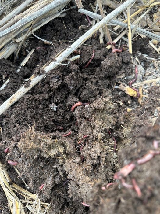 Биогумс!Черви!Калифорниские