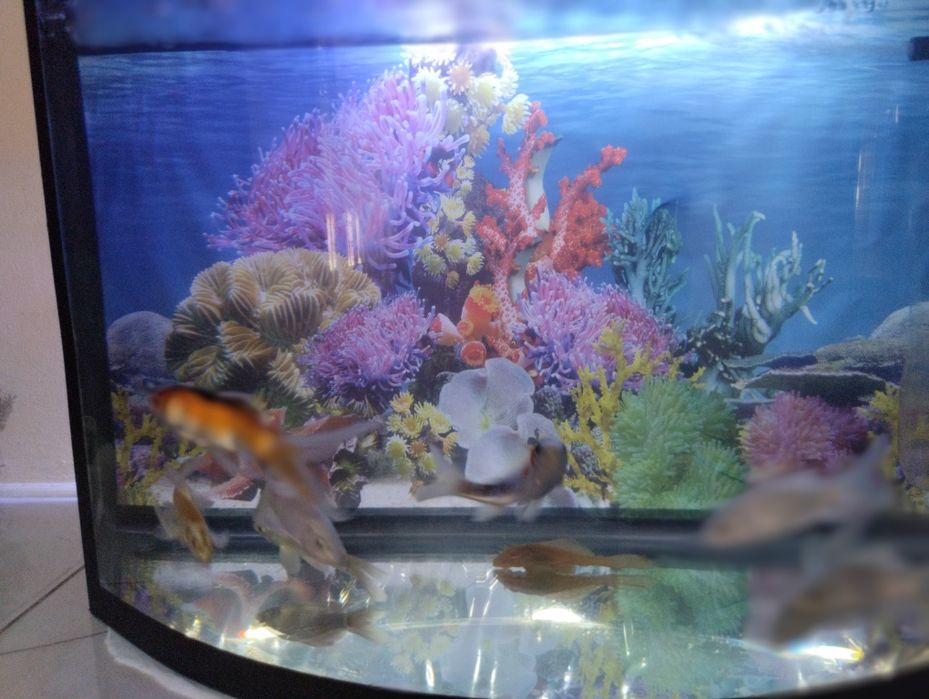 Koi Platinum sotiladi