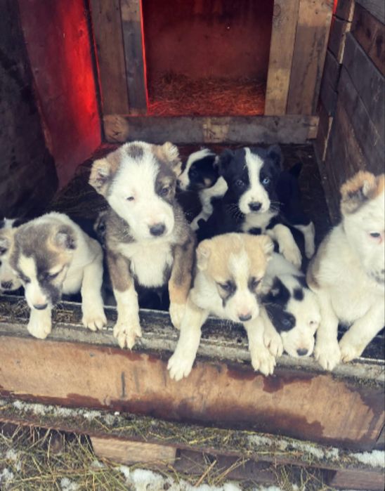 Продажа щенков (Алабай) остались сучки