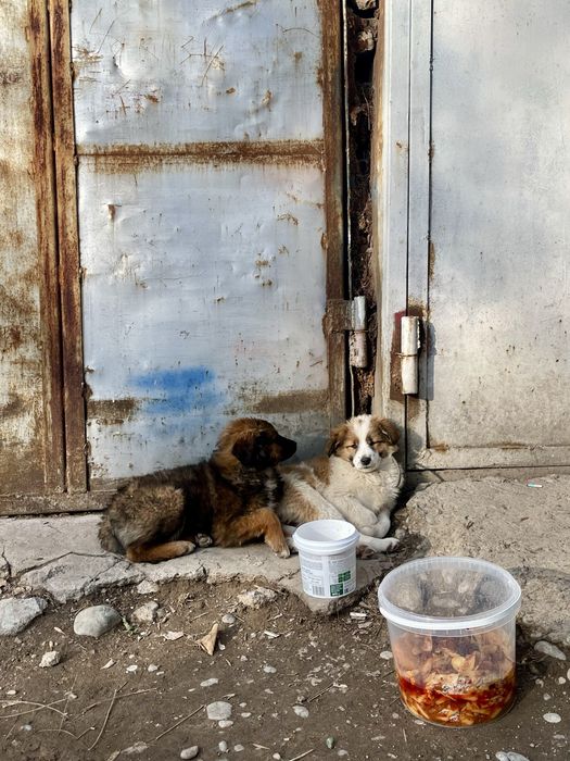 Милые и добрые щеночки