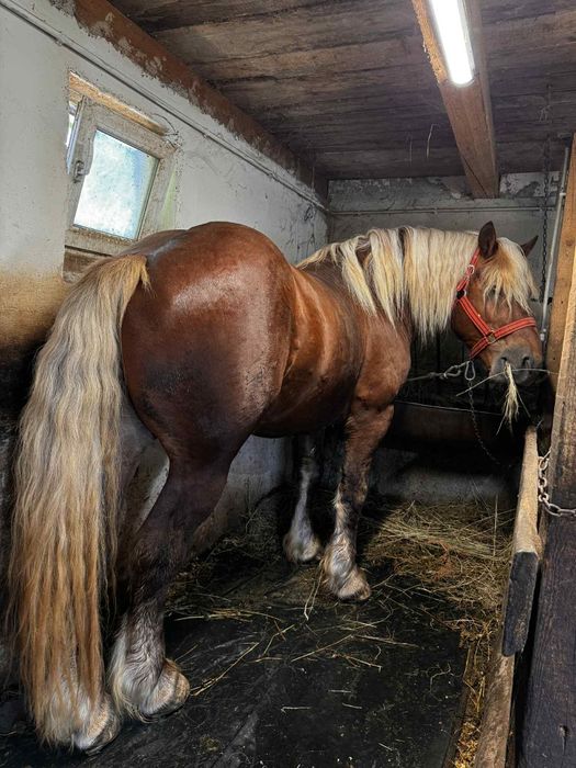 Vand Armasar Comtois de 4 pe 5 ani