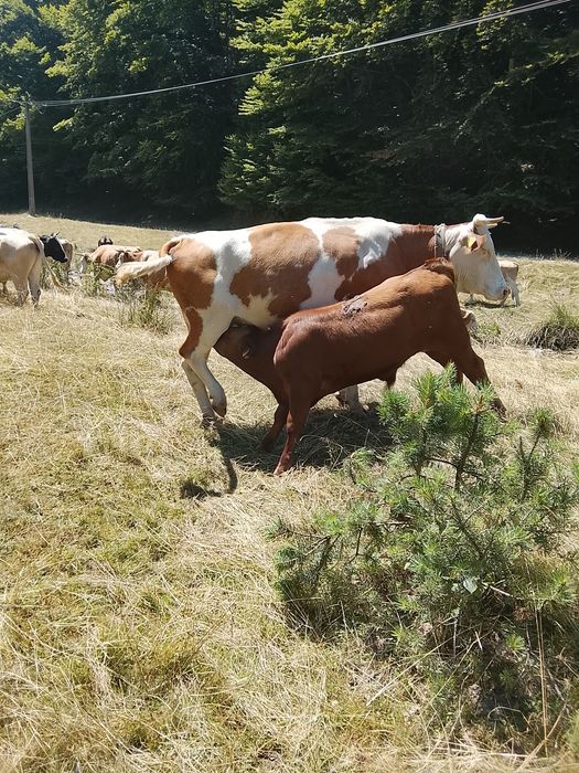 De vânzare vaci cu vitai .foarte blinde bune de lapte  .se dau și separat sunt 3 vaci și 3 vitai . pretu este de 13500 pe bucata adca vaca cu vitel