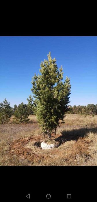 Саженцы Ель, Сосна обык. береза, тополь, ива, дуб под выкопку