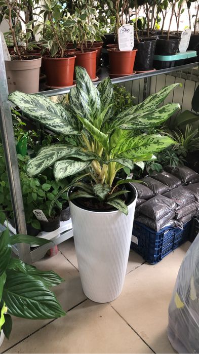 Цветы и Кашпо оптом