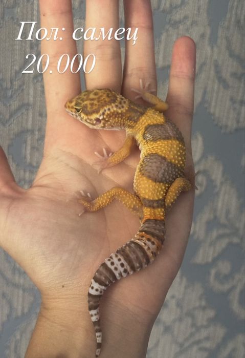 Малыши эублефаров