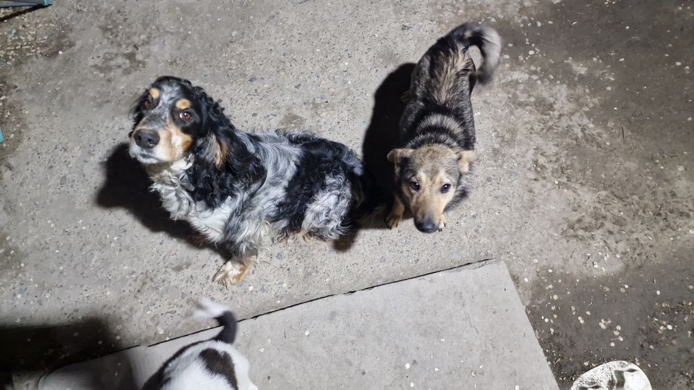 Отдам щенят бесплатно