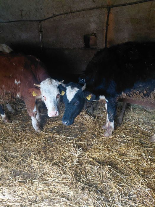 Vand vaci si jurinci