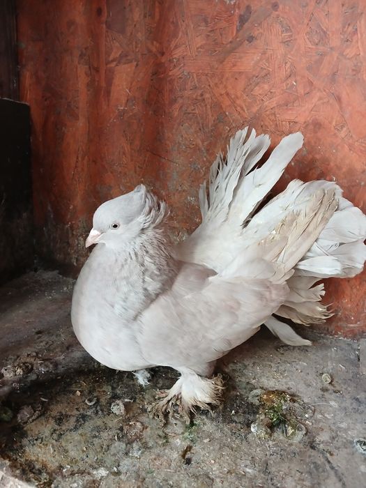 Porumbei de ornament