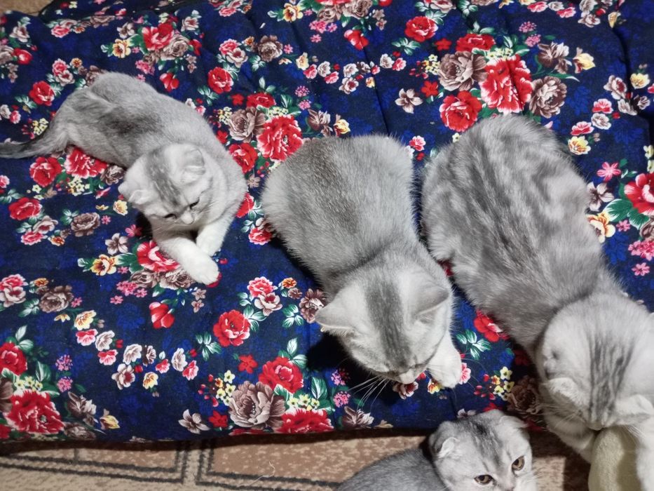 Премиум-класс» шиншила чиста кровные катят продаётся