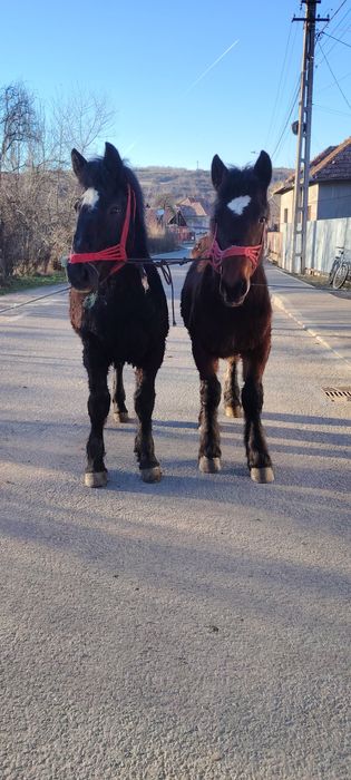 se vând pereche de manzi