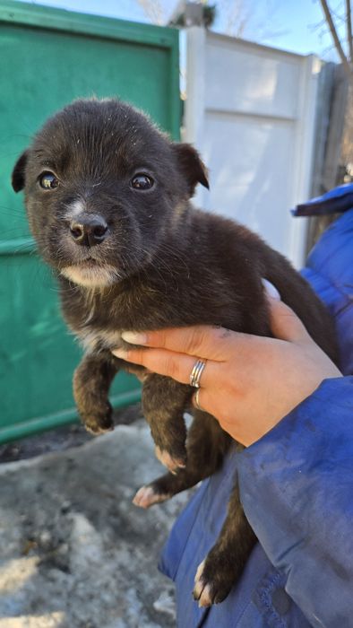 Отдам даром. Есть 8 щенят.