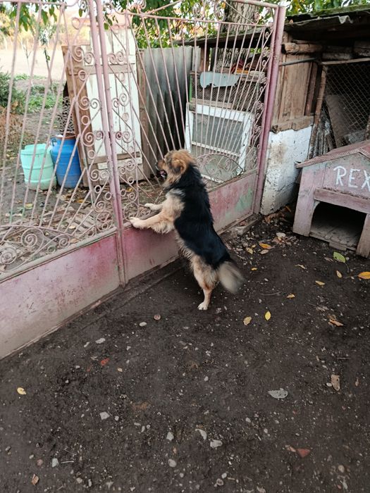 Donez câine drăgălaș !