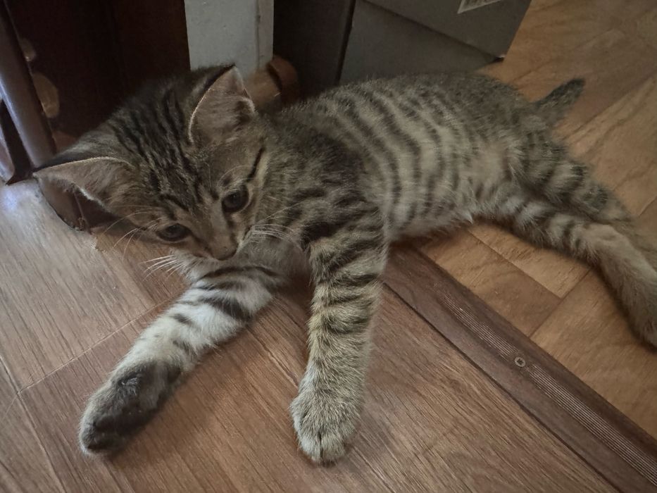 Отдам котёнка в добрые руки