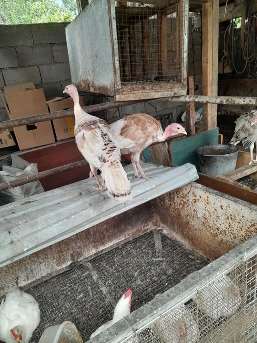 Продам молодых индюков
