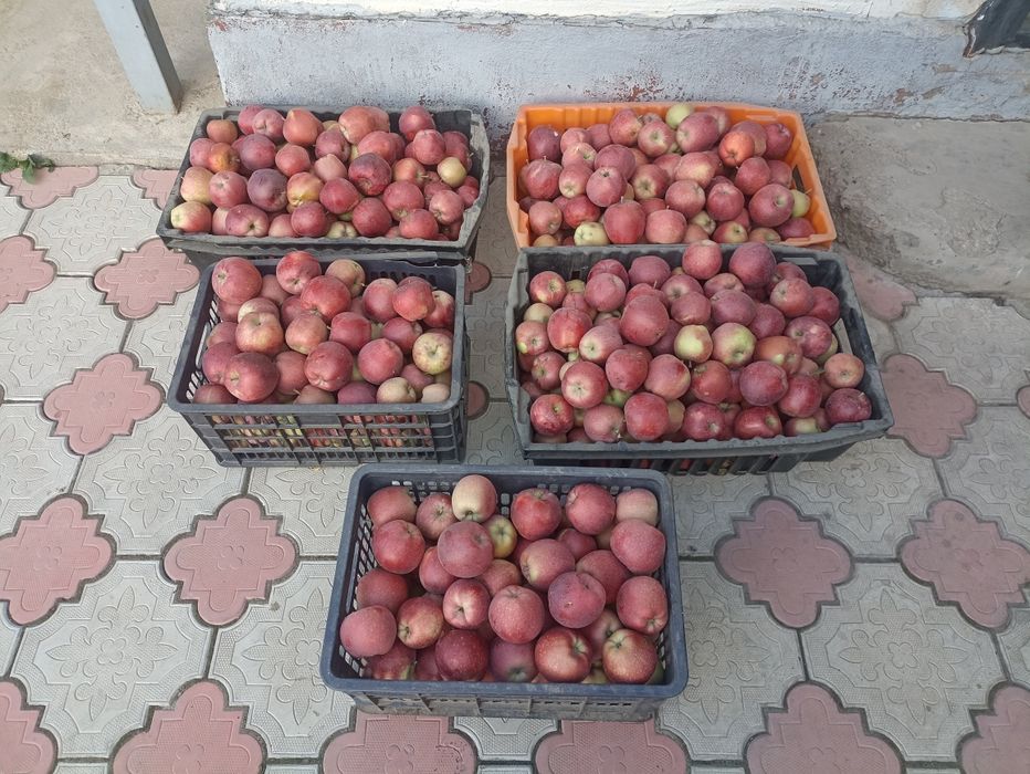 Продам яблоки Американка